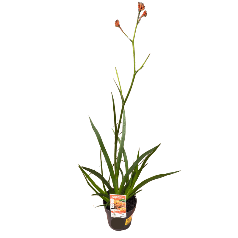 Kangaroo Paw 'Amber Velvet' 18cm