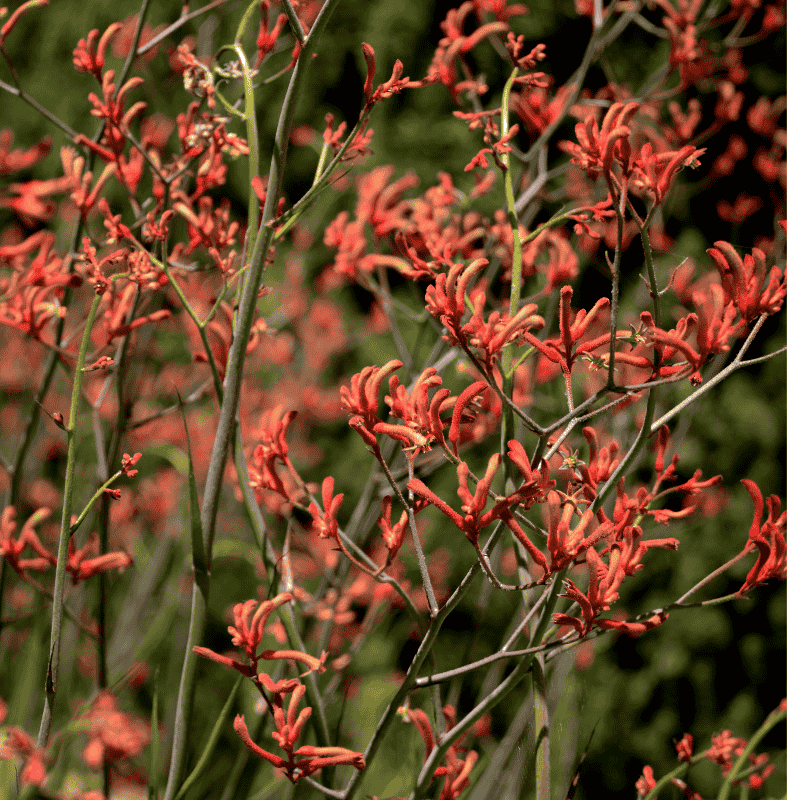Kangaroo Paw 'Amber Velvet' 18cm