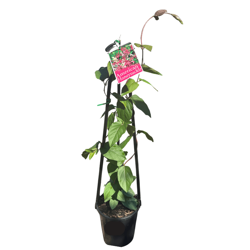 Lonicera americana Honeysuckle 14cm