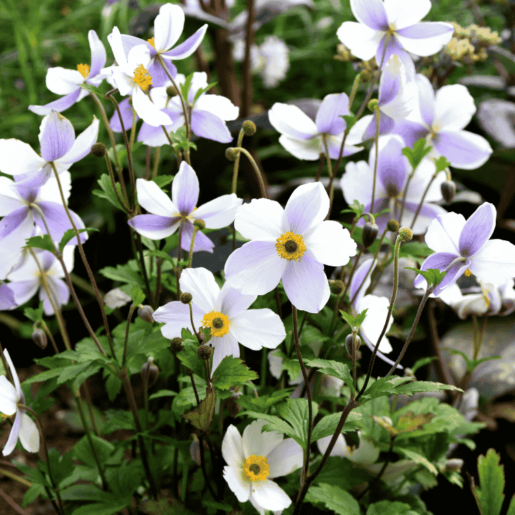 Anemone Dainty Swan 14cm