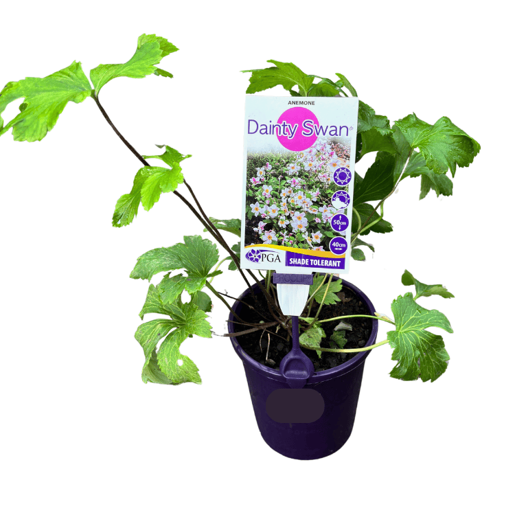 Anemone Dainty Swan 14cm
