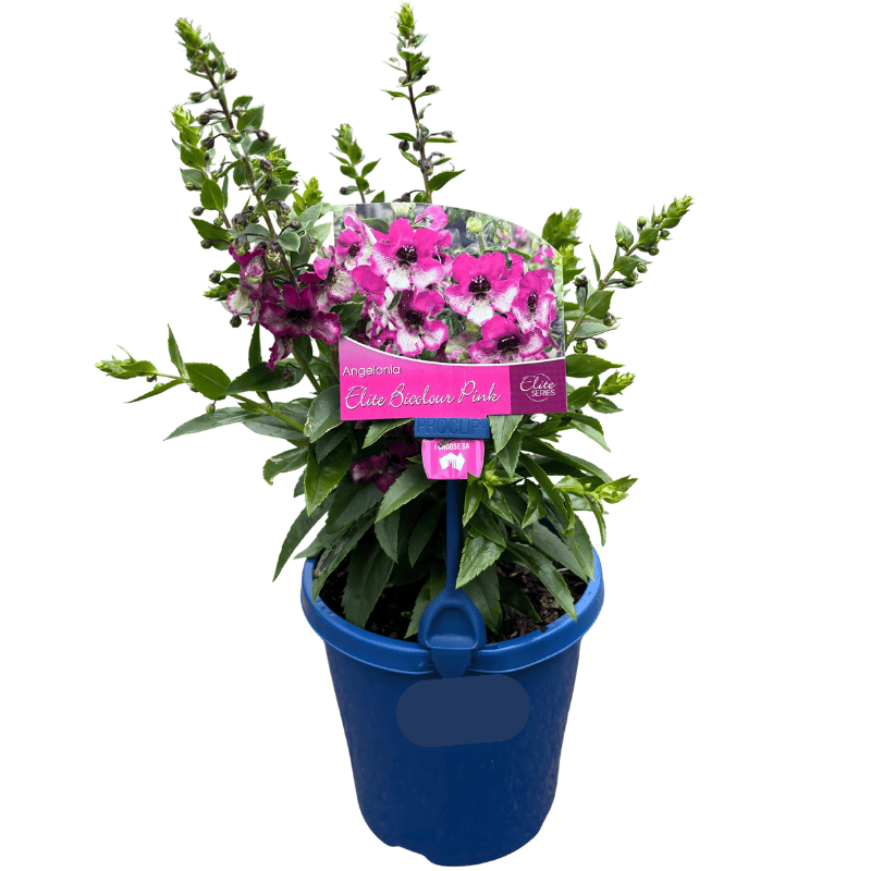 Angelonia Elite Pink Bicolour 15cm