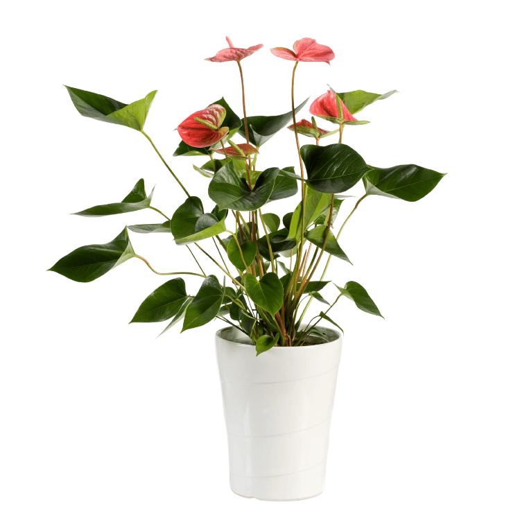 Anthurium Mixed 17cm