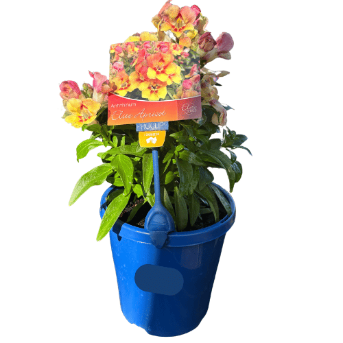 Antirrhinum Elite Apricot 15cm