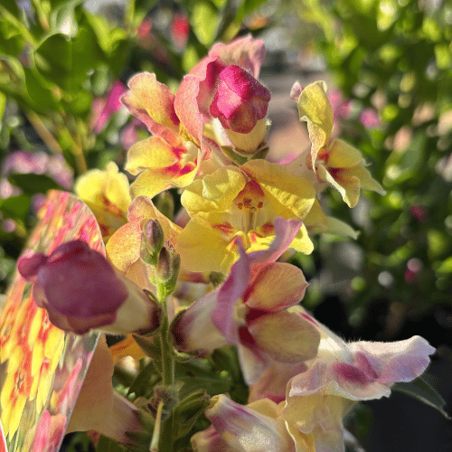 Antirrhinum Elite Apricot 15cm