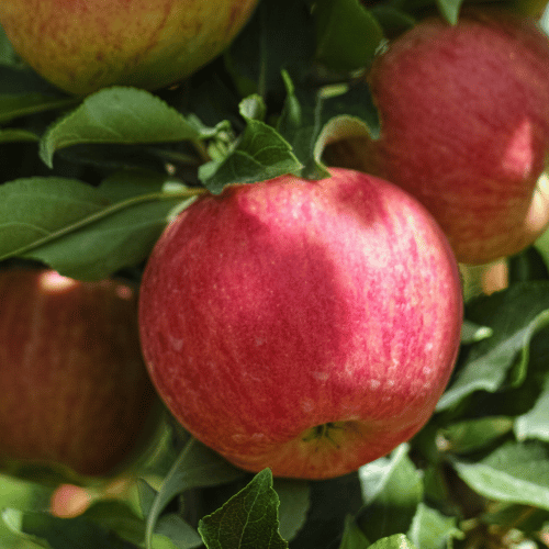 Apple Herald Columnar