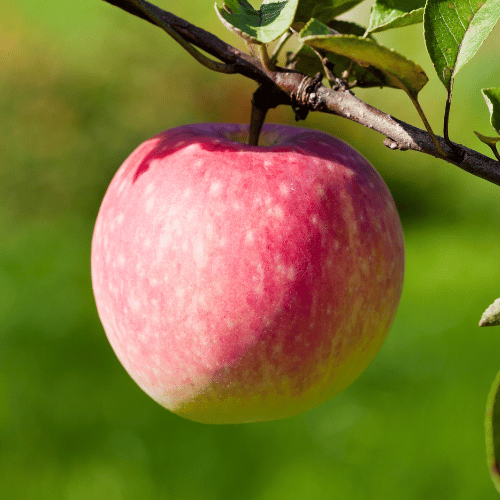 Apple Pom Pink Columnar