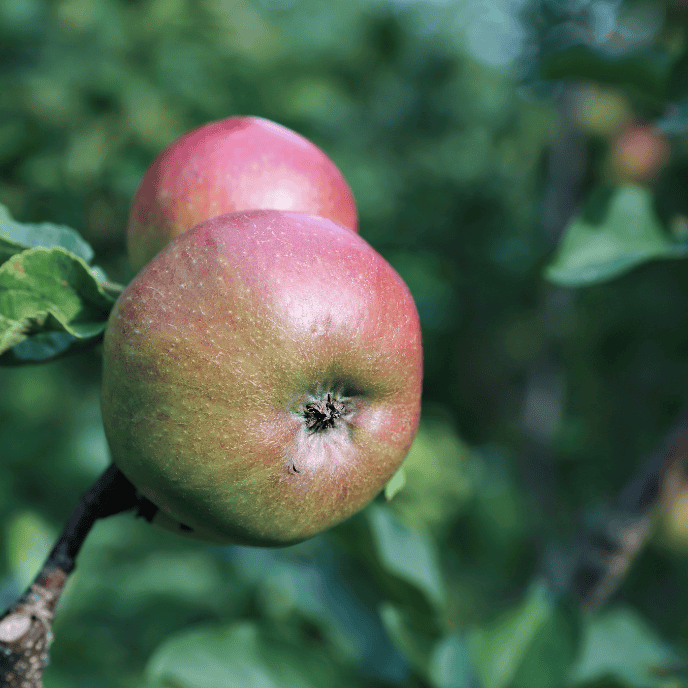 Apple 'Herald' Columnar