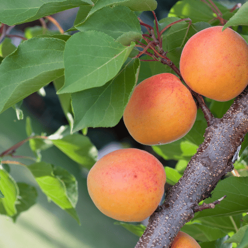Apricot Fireball Dwarf