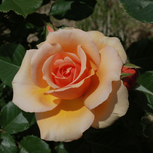 Rose Apricot Nectar Bush 20cm