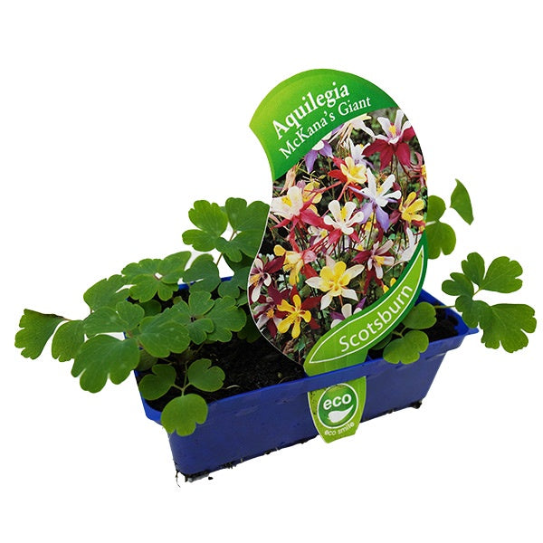 Aquilegia McKana's Giants Mix