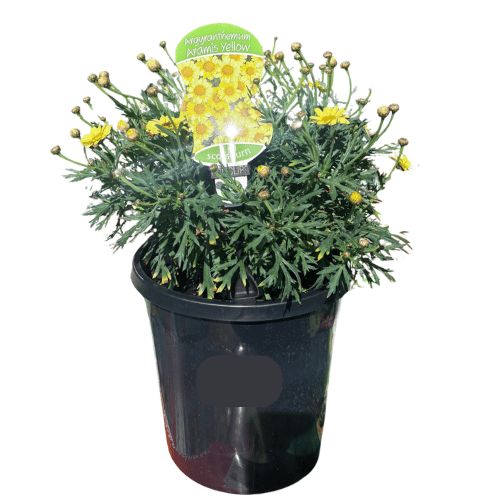 Argyranthemum Aramis Yellow 20cm