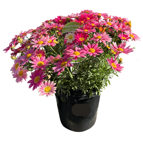 Argyranthemum Super Chameleon 15cm