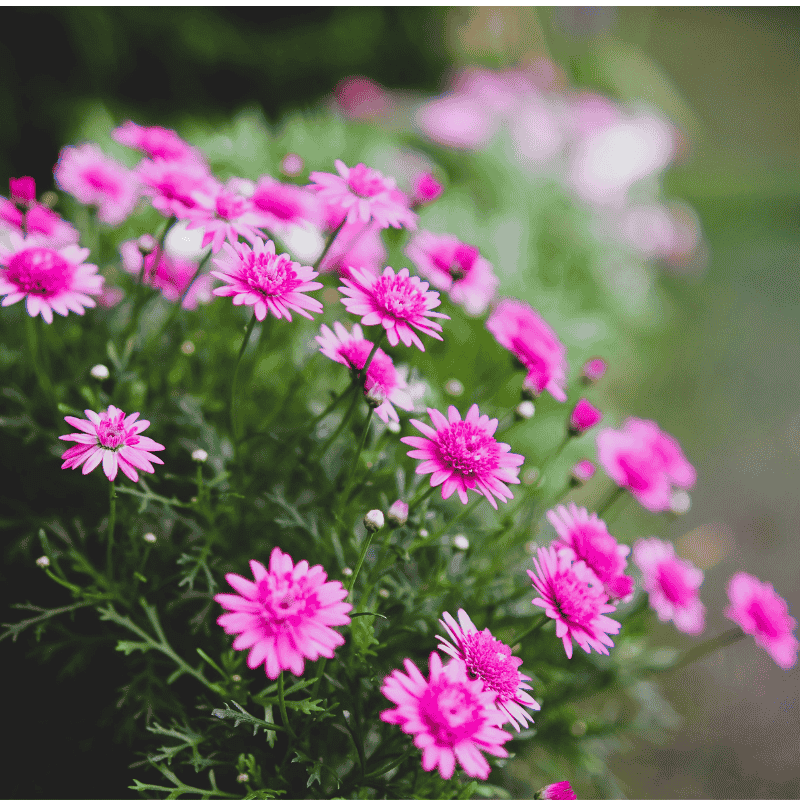 Argyranthemum Assorted 20cm