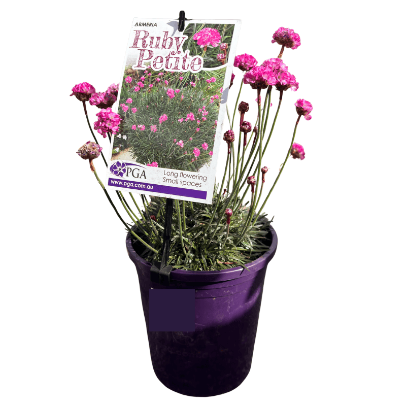 Armeria 'Ruby Petite' 14cm
