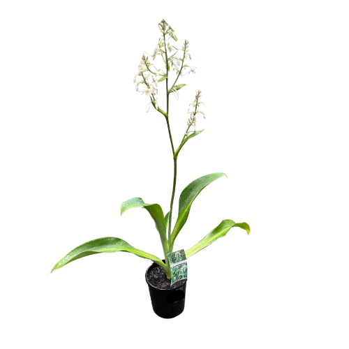 Arthropodium 'Matapouri Bay' 14cm