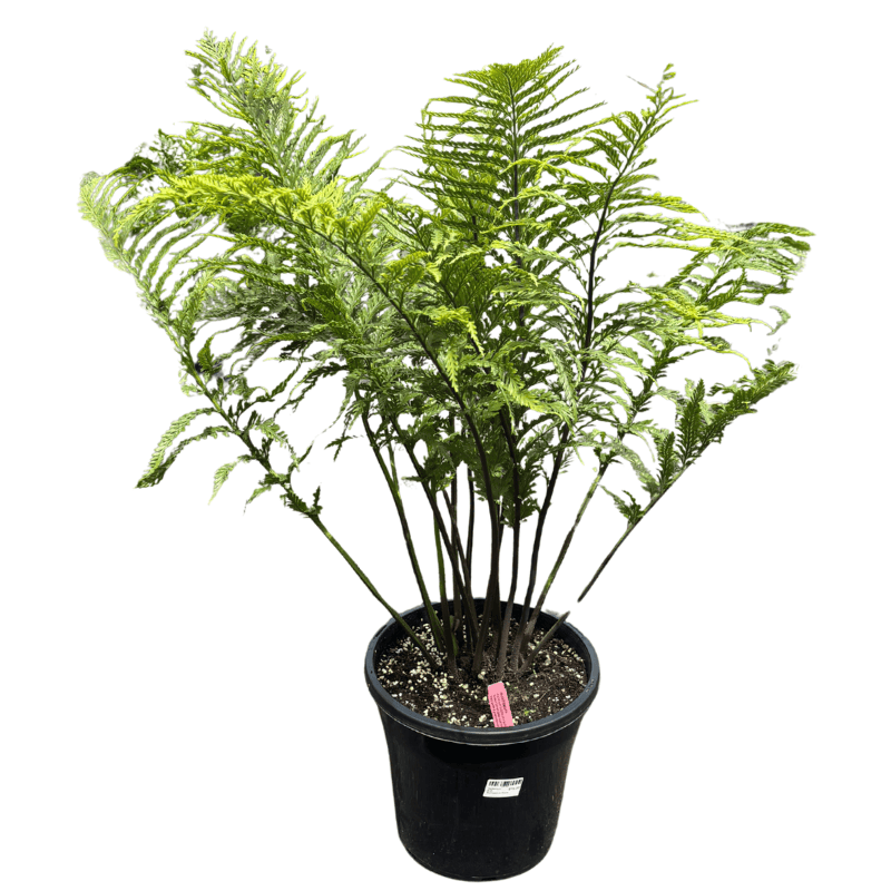 Asplenium bulbiferum surrogatum 25cm