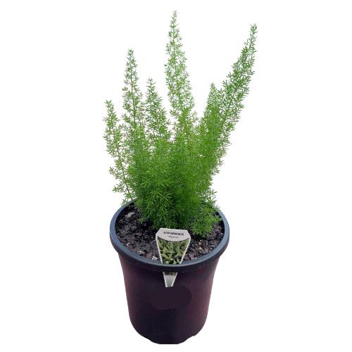 Asparagus densiflorus Myersii 18cm