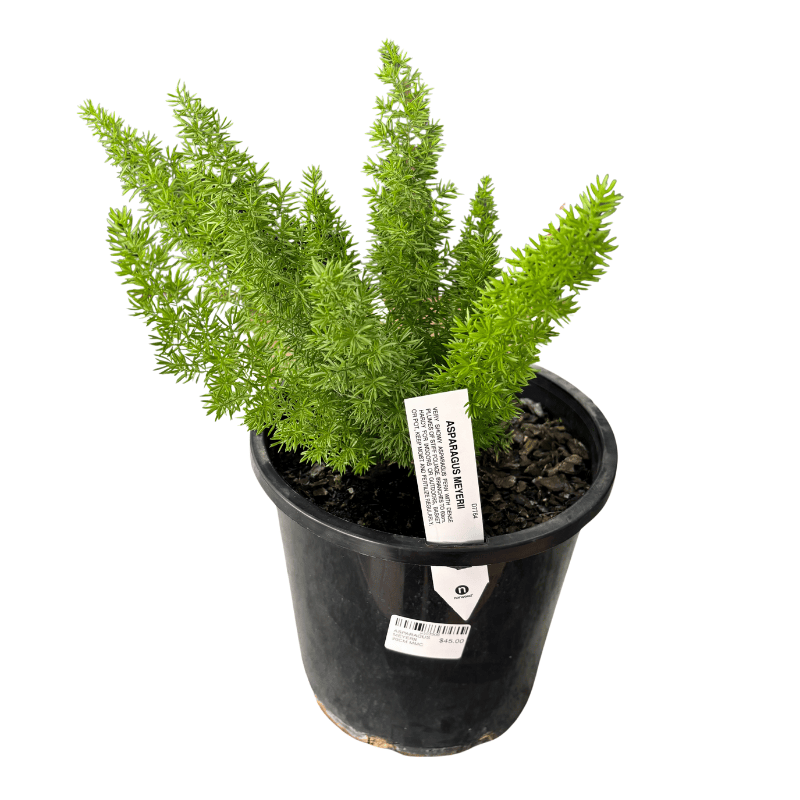 Asparagus 'Meyeri' - Foxtail Fern 20cm