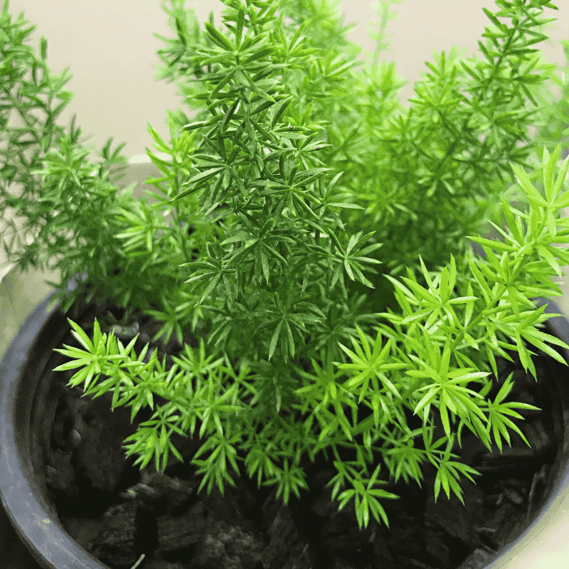 Asparagus 'Meyeri' - Foxtail Fern 20cm