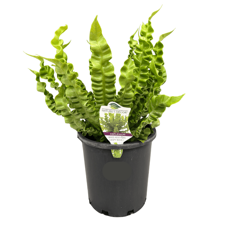 Asplenium Assorted 20cm