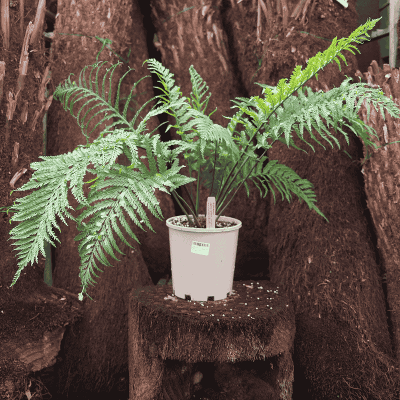 Asplenium Bulb Surrogatum 18cm