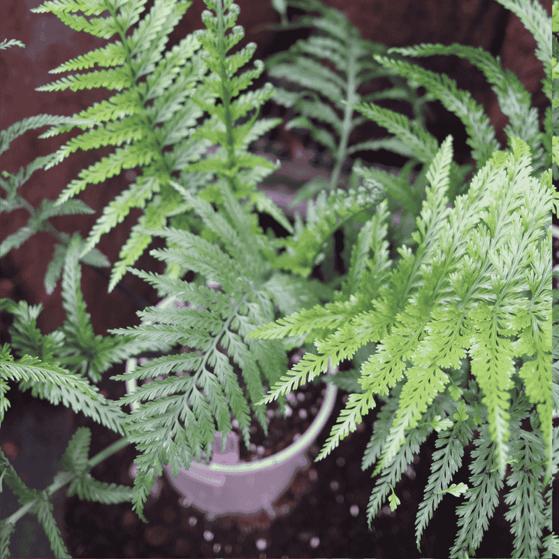 Asplenium Bulb Surrogatum 18cm