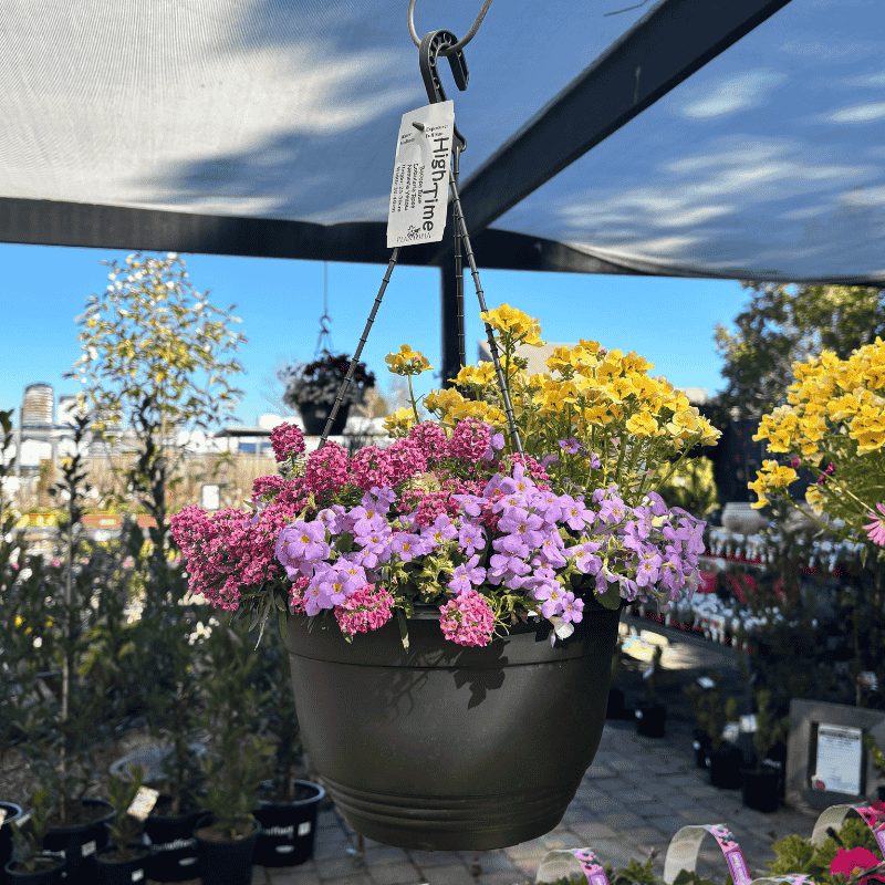 Assorted Colour Basket 27cm