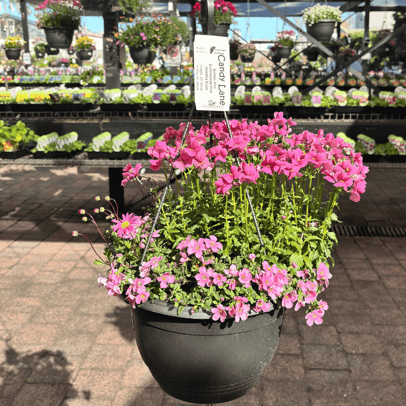 Assorted Colour Basket 27cm