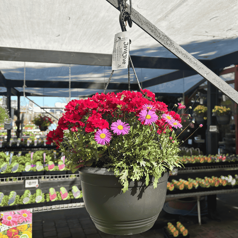 Assorted Colour Basket 27cm