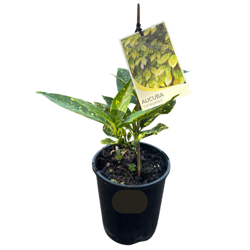 Aucuba japonica Variegata 14cm