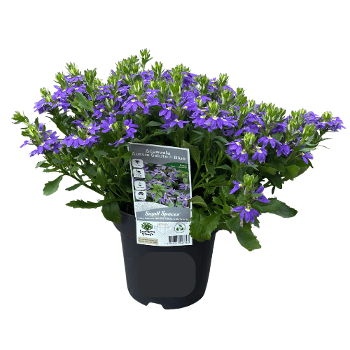 Scaevola aemula Aussie Salute 18cm