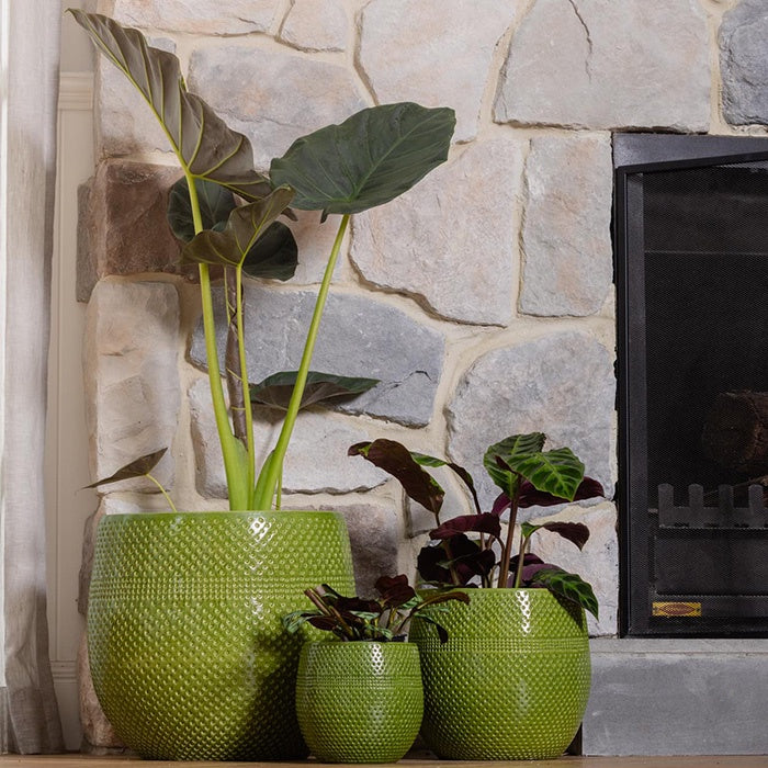 Aya Egg Pot Green