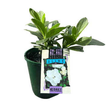 Azalea 12cm