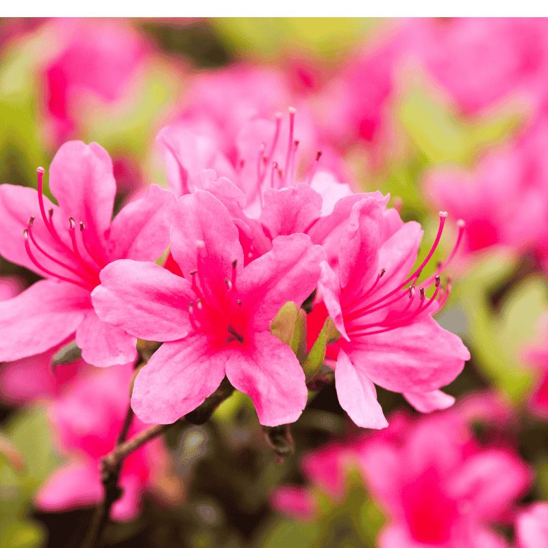 Azalea Assorted Variety 17cm