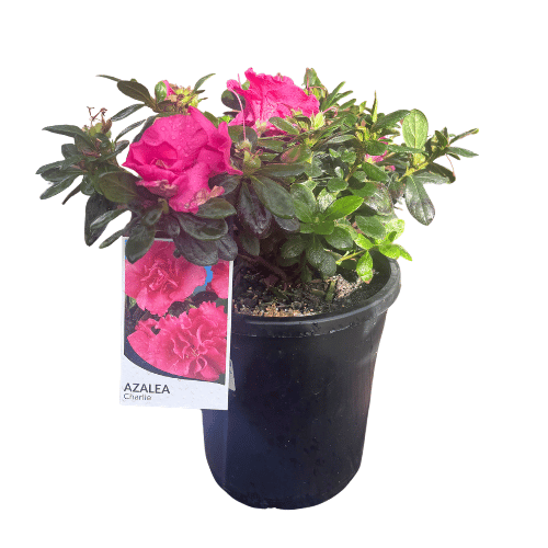 Azalea Charlie 17cm