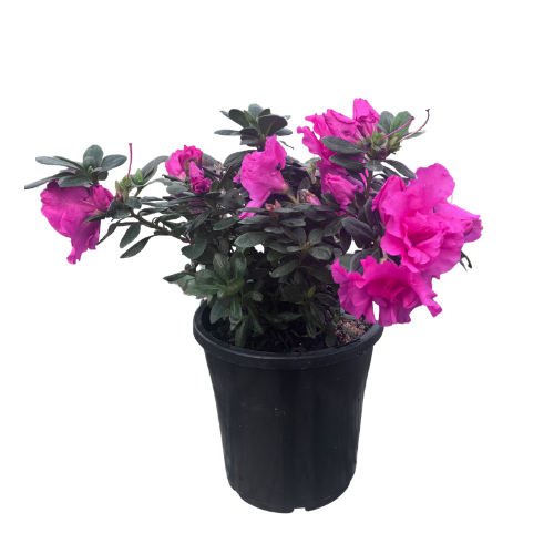 Azalea Luci 17cm