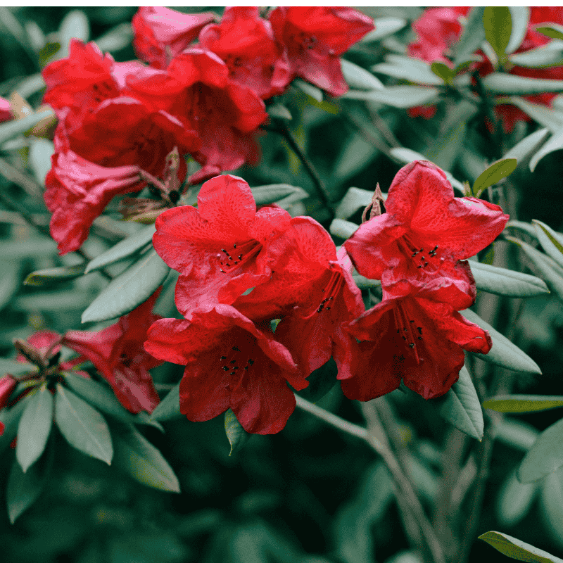 Azalea Scarlet Dragon 25cm