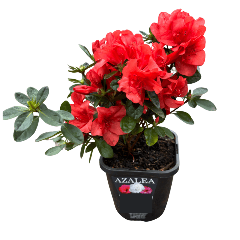 Azalea Assorted 14cm