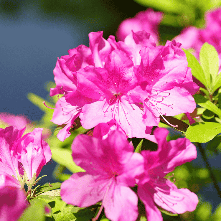 Azalea Assorted 12cm