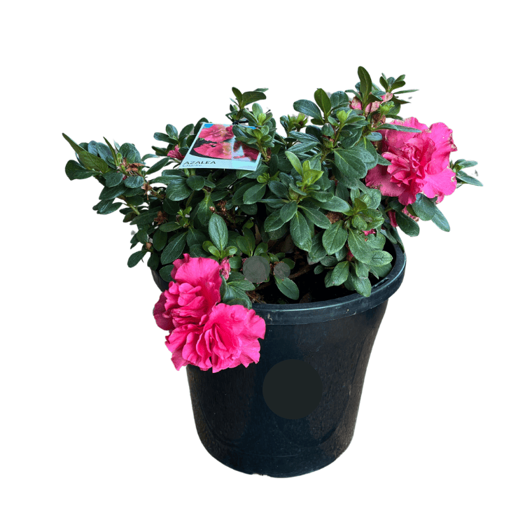 Azalea Charlie 25cm