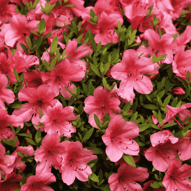 Azalea Assorted 14cm