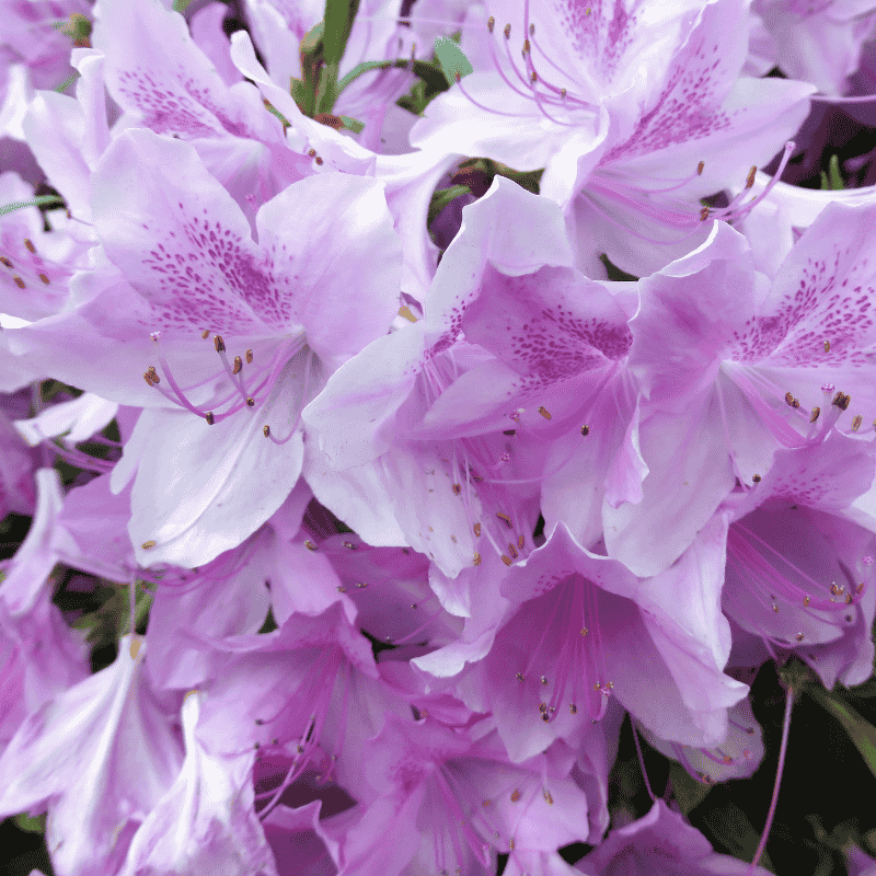 Azalea Assorted 14cm