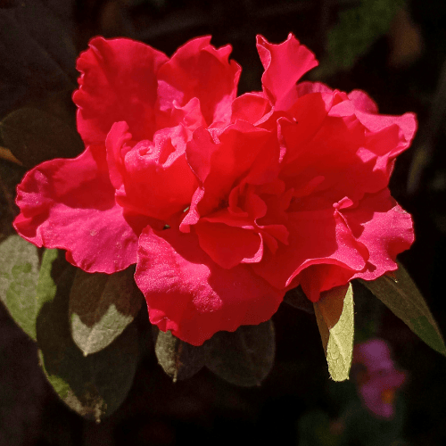 Azalea 12cm