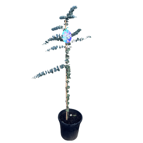Eucalyptus pulverulenta Baby Blue 25cm