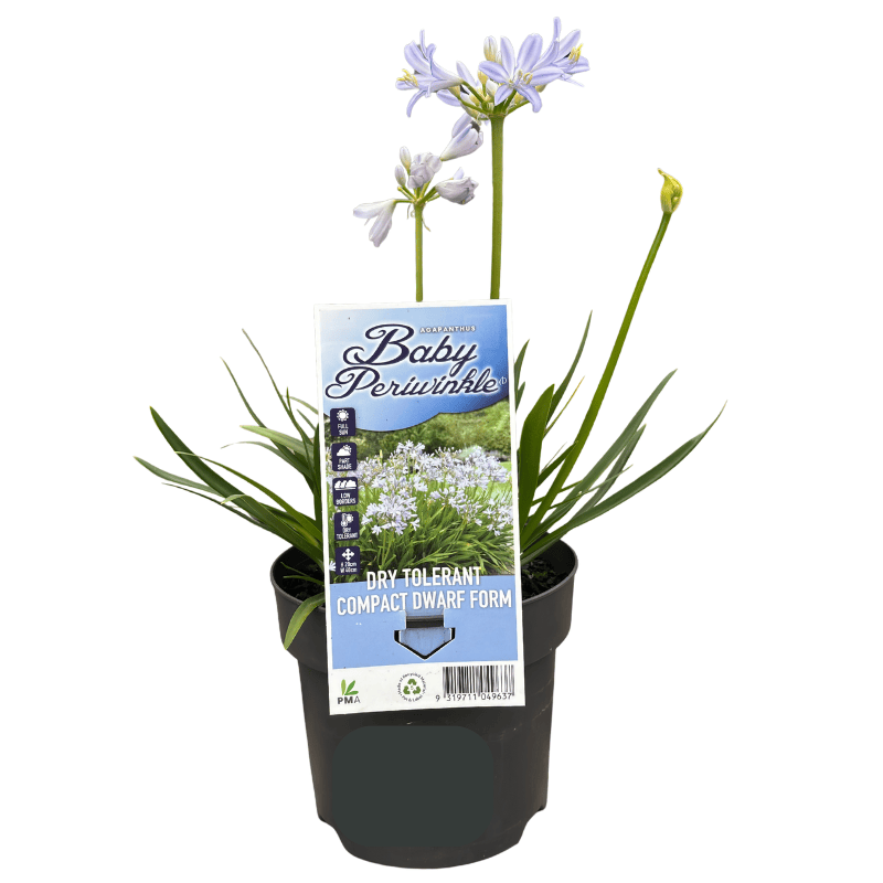 Agapanthus Baby Periwinkle 14cm_SAP