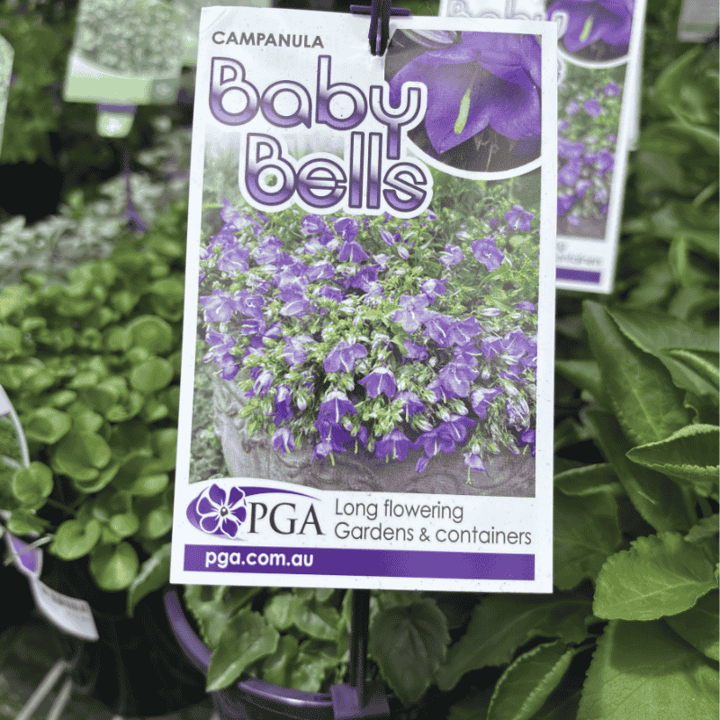 Campanula Baby Bells 14cm