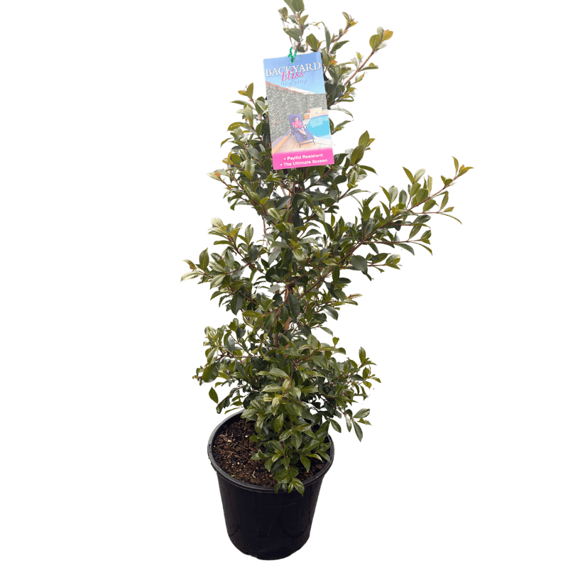 Syzygium 'Backyard Bliss' 25cm