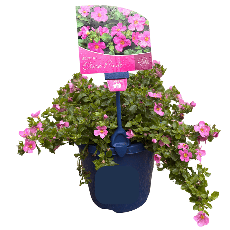 Bacopa Elite Pink 15cm