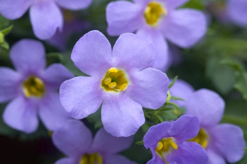 Bacopa Blue